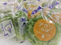 フリルレタス 6個セット