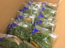 フリルレタス 12個セット